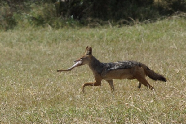 Jackal - Canis mesomelas